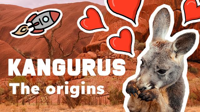 Universe Geographic - Kangurus | The Origins